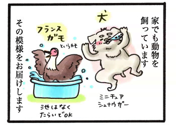 20151231_kamotoinu_1